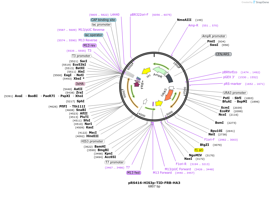 228004-plasmid-map-sequence-id-453627