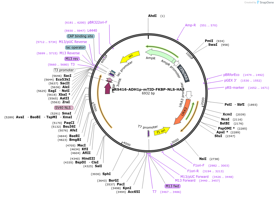 228003-plasmid-map-sequence-id-453629
