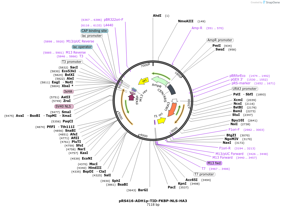 227999-plasmid-map-sequence-id-453634