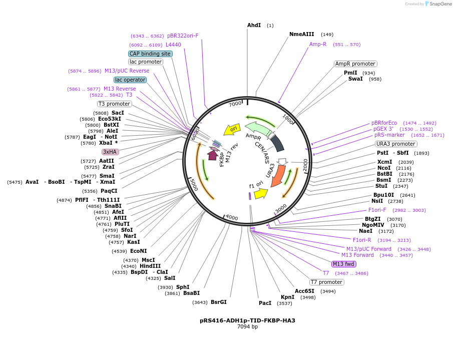 227998-plasmid-map-sequence-id-453635