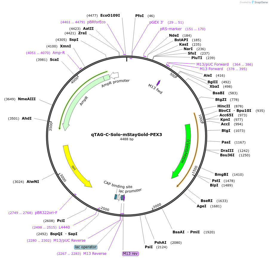 227304-plasmid-map-sequence-id-453636