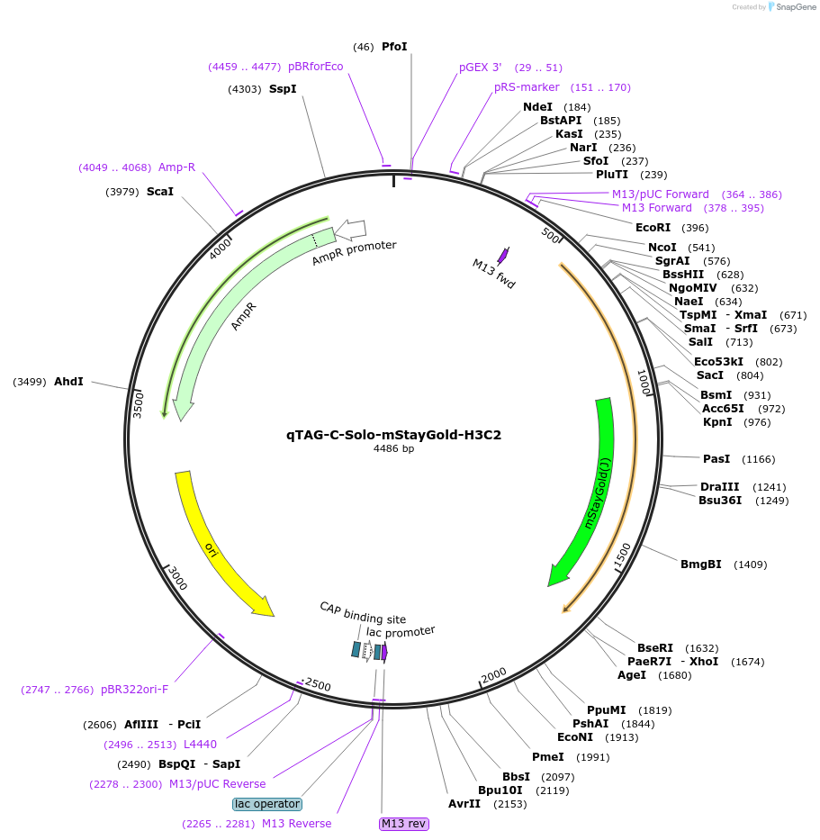 227334-plasmid-map-sequence-id-453638