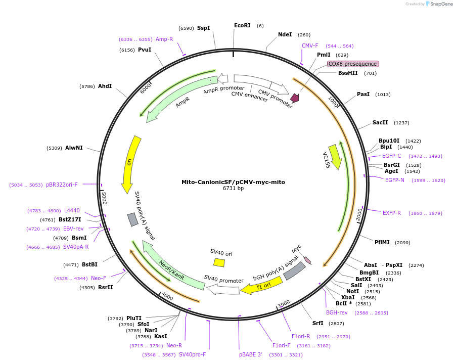 224465-plasmid-map-sequence-id-453641
