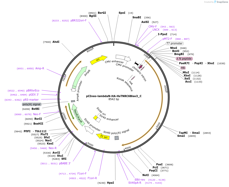 146088-plasmid-map-sequence-id-453675