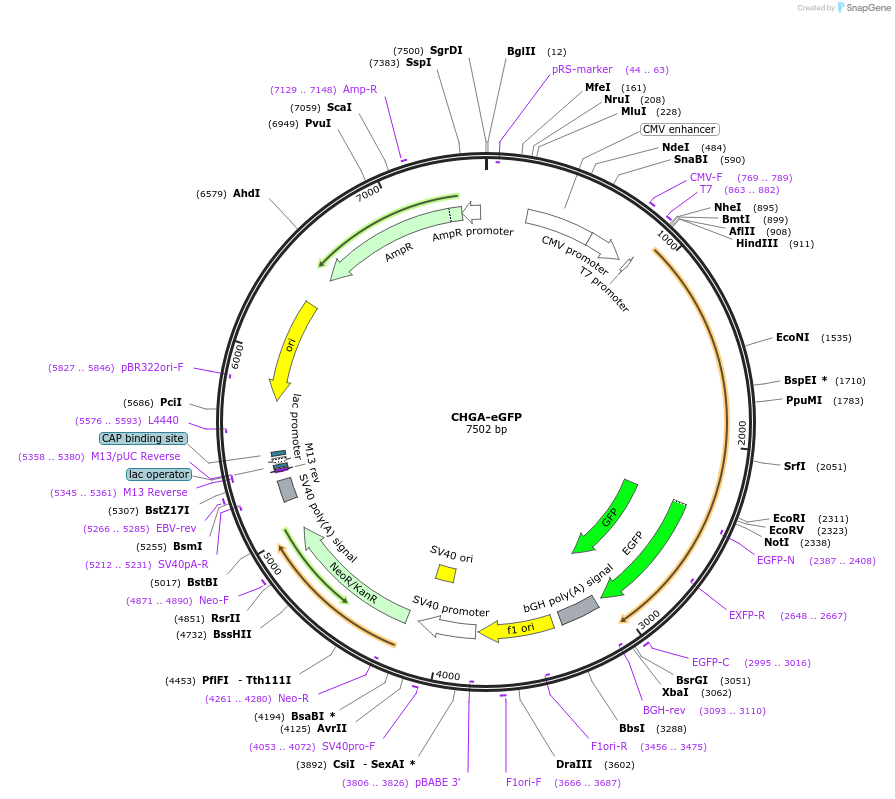 228569-plasmid-map-sequence-id-453695