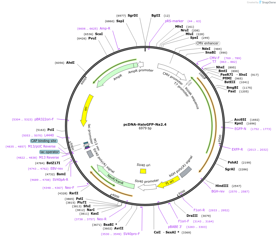 228471-plasmid-map-sequence-id-453769