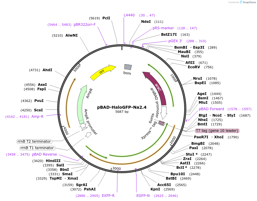 228470-plasmid-map-sequence-id-453770