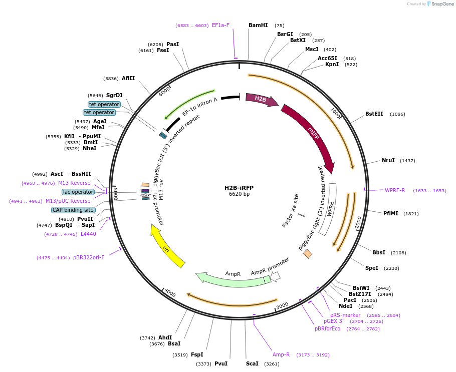 225533-plasmid-map-sequence-id-453792