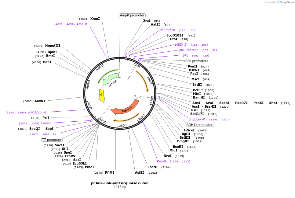 224092-plasmid-map-sequence-id-453797