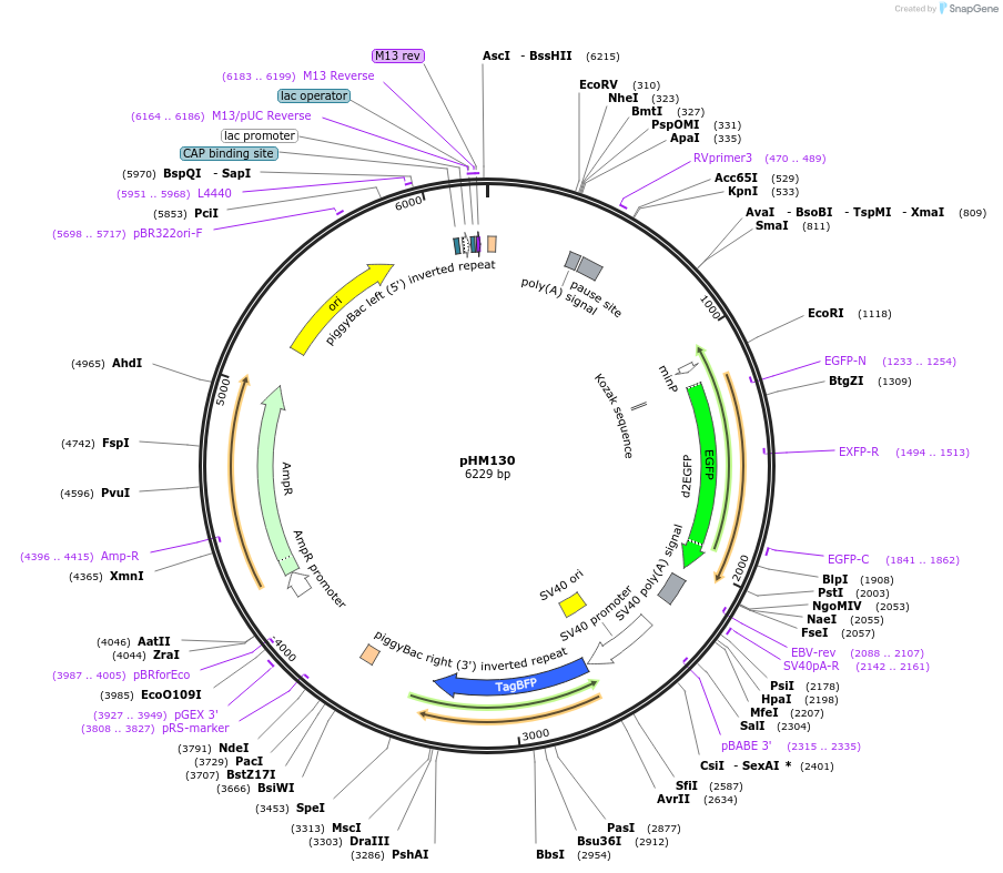 225529-plasmid-map-sequence-id-453798