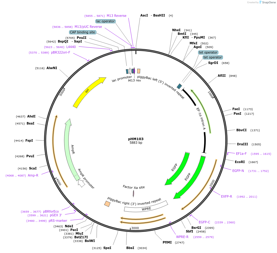 225527-plasmid-map-sequence-id-453800