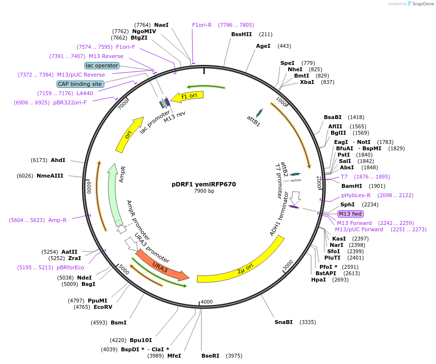 224103-plasmid-map-sequence-id-453813