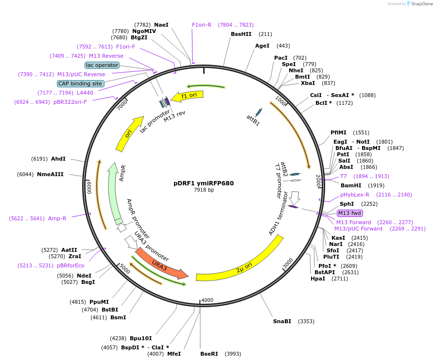 224105-plasmid-map-sequence-id-453814