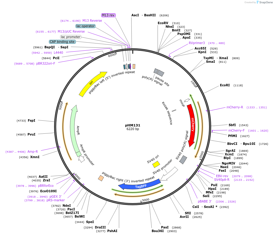 225530-plasmid-map-sequence-id-453875