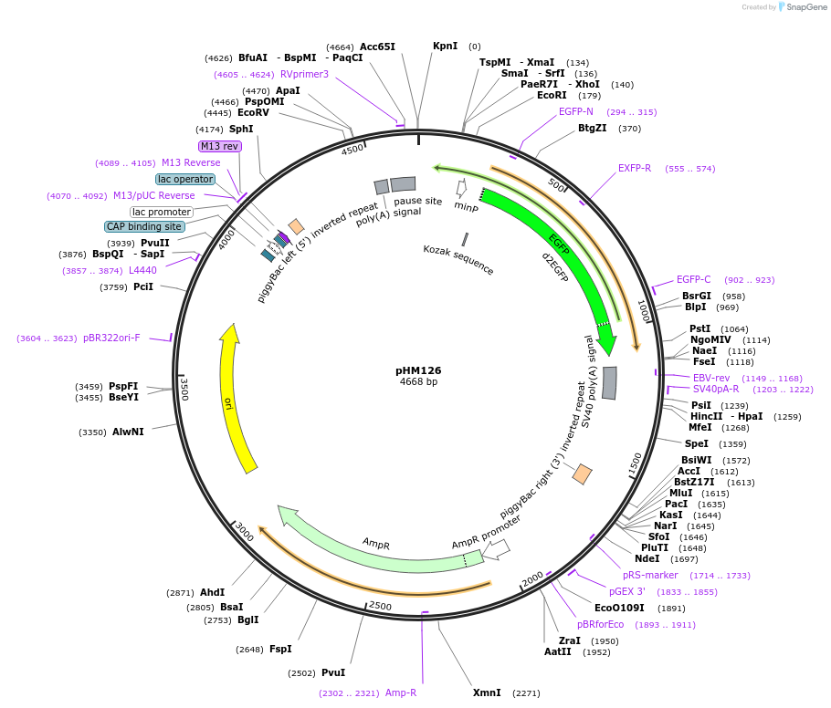 225528-plasmid-map-sequence-id-453877