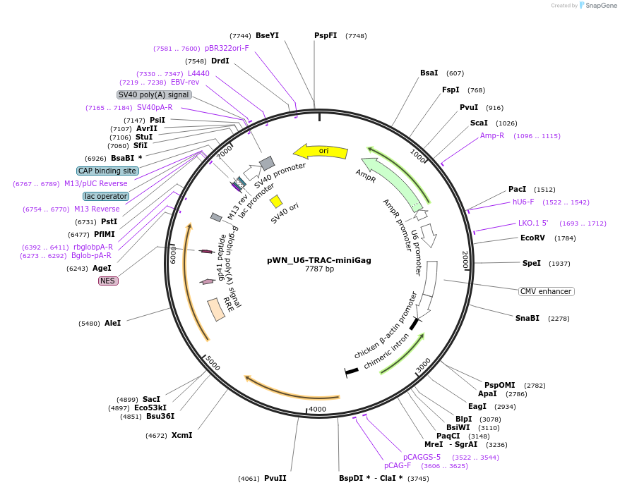 228960-plasmid-map-sequence-id-453882