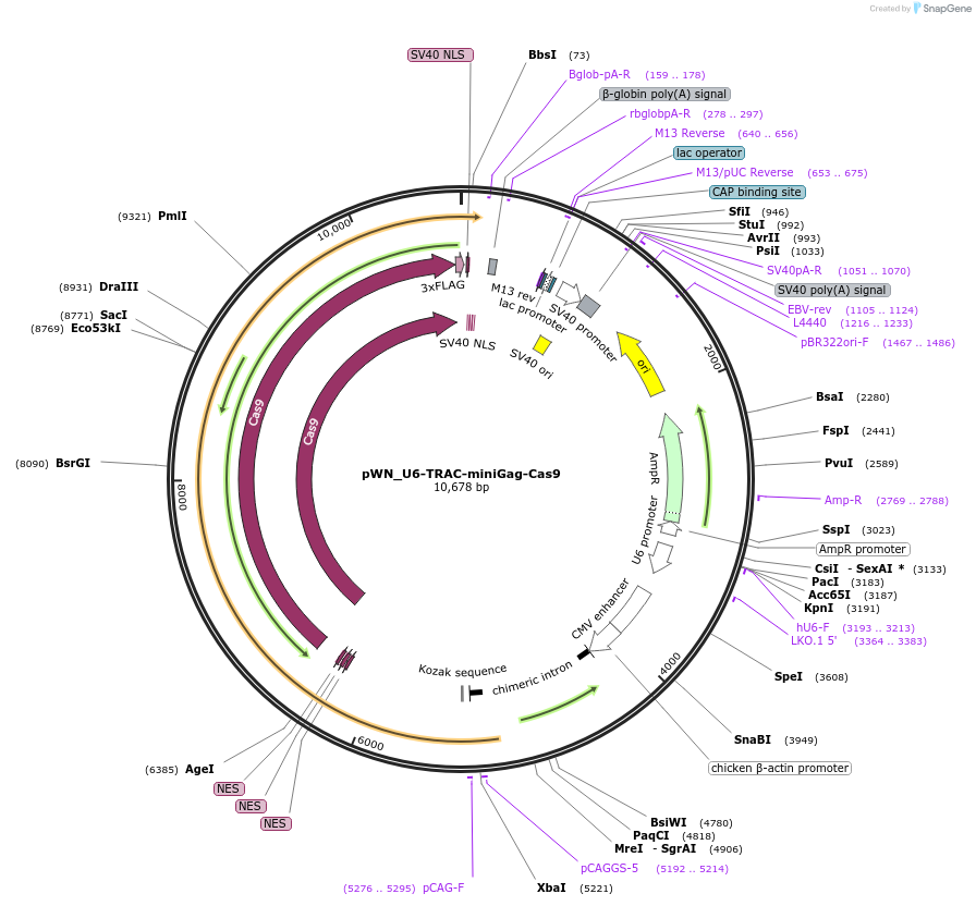 228959-plasmid-map-sequence-id-453884