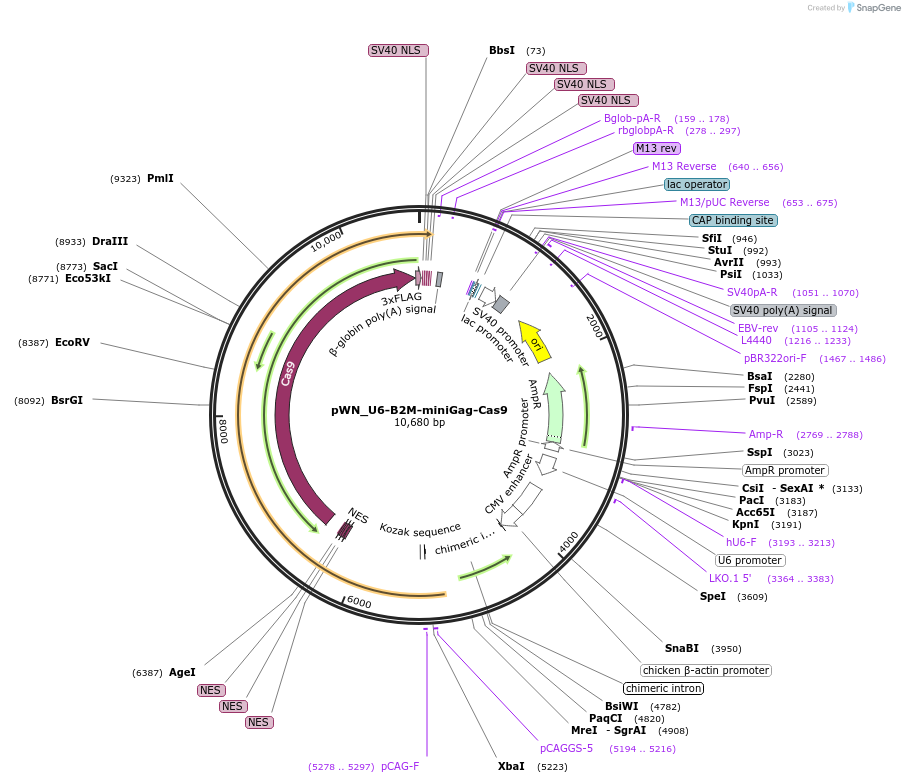 228958-plasmid-map-sequence-id-453885