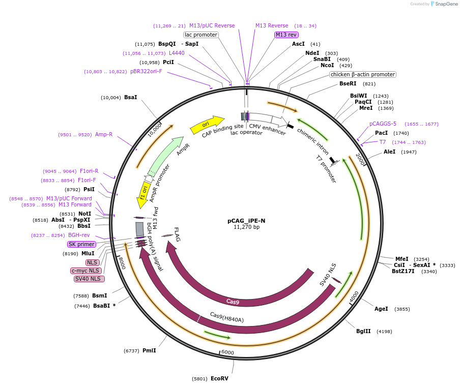 214734-plasmid-map-sequence-id-453897