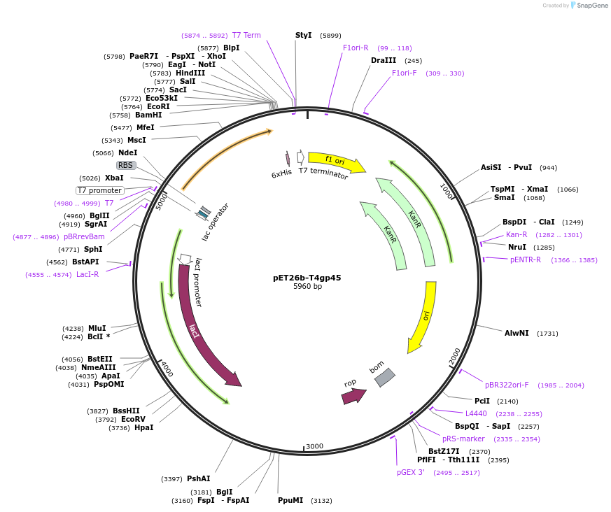 228204-plasmid-map-sequence-id-453907