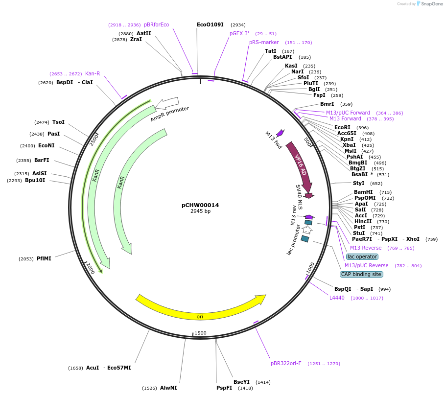 222445-plasmid-map-sequence-id-453909
