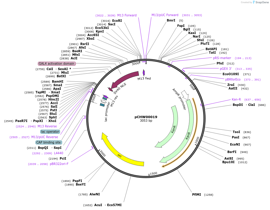 222448-plasmid-map-sequence-id-453911