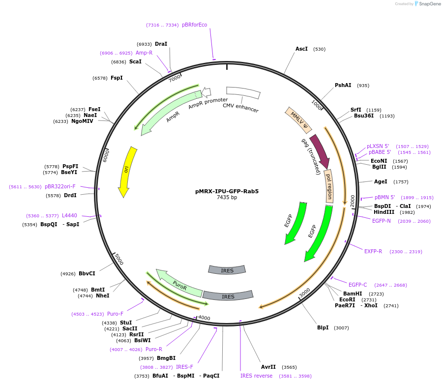 228139-plasmid-map-sequence-id-453949