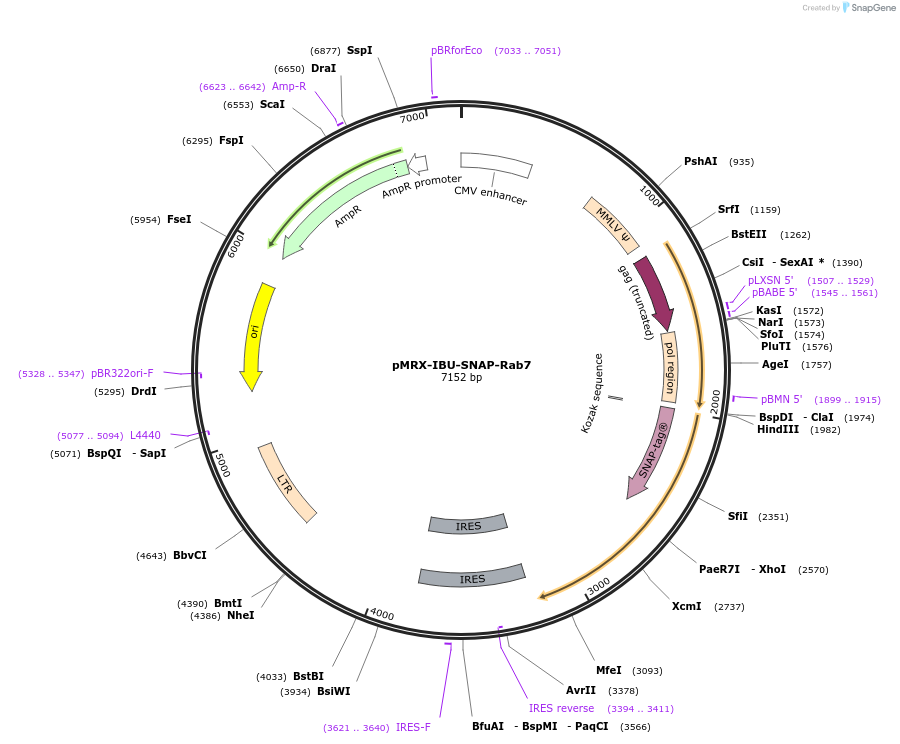 228141-plasmid-map-sequence-id-453951