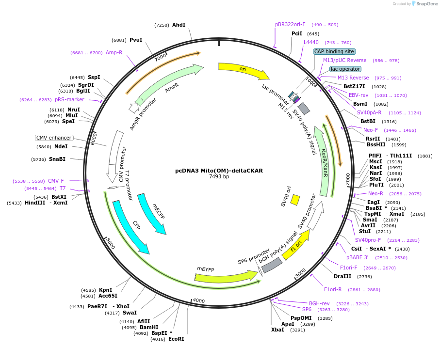 222431-plasmid-map-sequence-id-453959