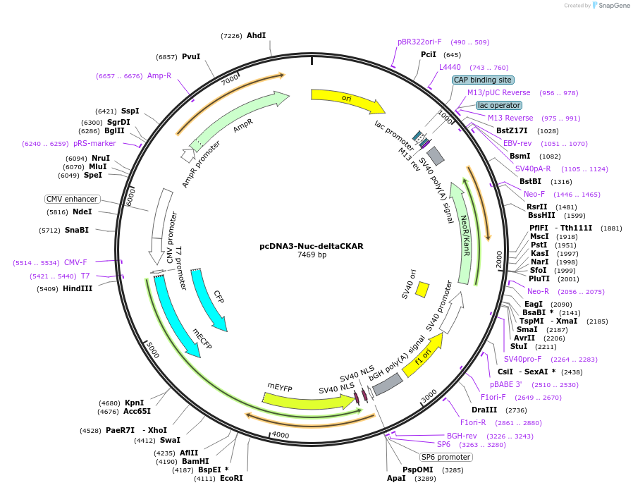 222430-plasmid-map-sequence-id-453962