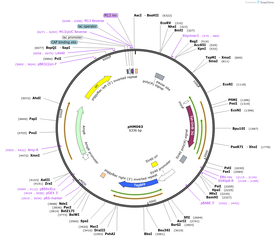 225525-plasmid-map-sequence-id-453963