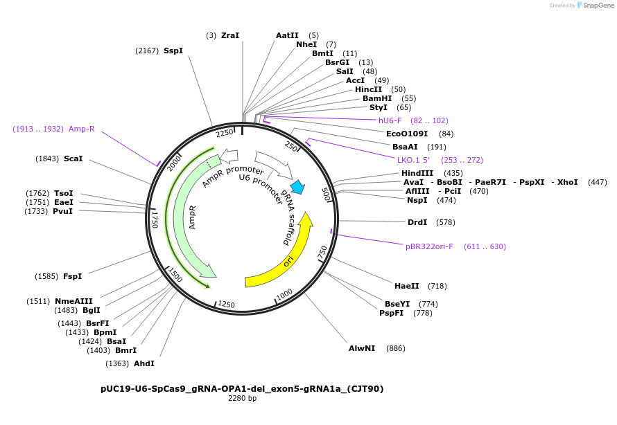 226989-plasmid-map-sequence-id-453964