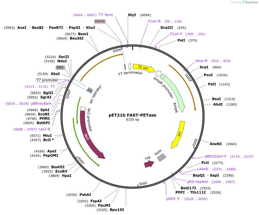 225760-plasmid-map-sequence-id-453965