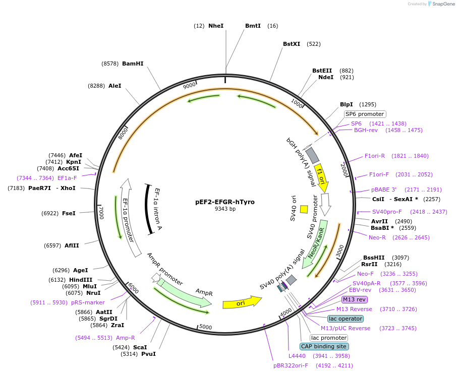 225998-plasmid-map-sequence-id-453968