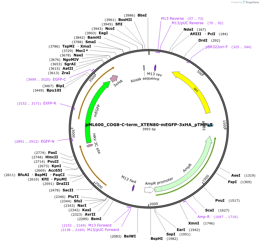 227911-plasmid-map-sequence-id-453969