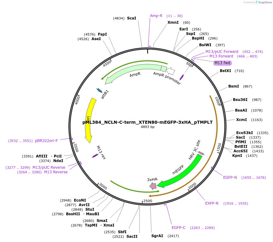 227897-plasmid-map-sequence-id-453970