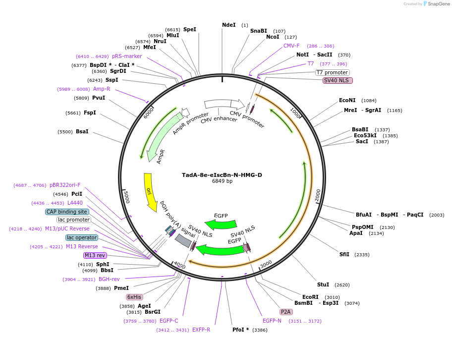 227143-plasmid-map-sequence-id-453972
