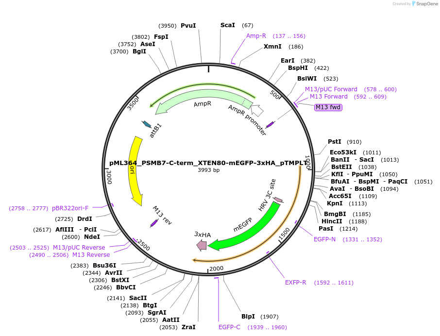 227922-plasmid-map-sequence-id-453976