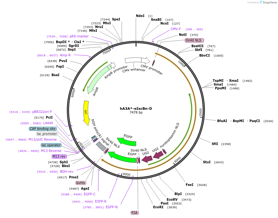 227147-plasmid-map-sequence-id-453978