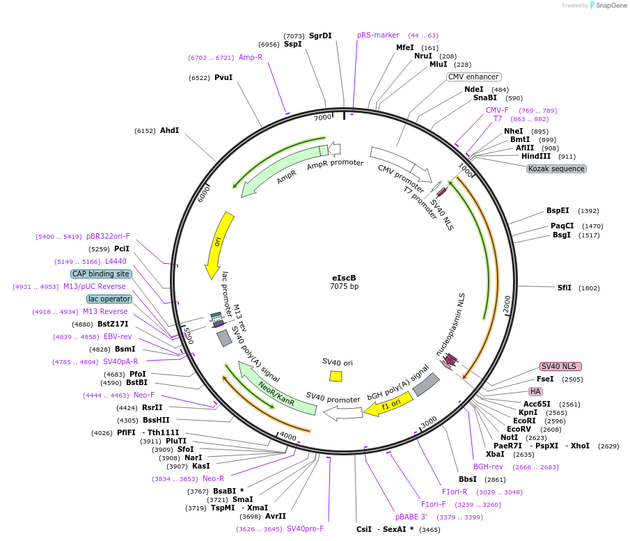 227016-plasmid-map-sequence-id-453979