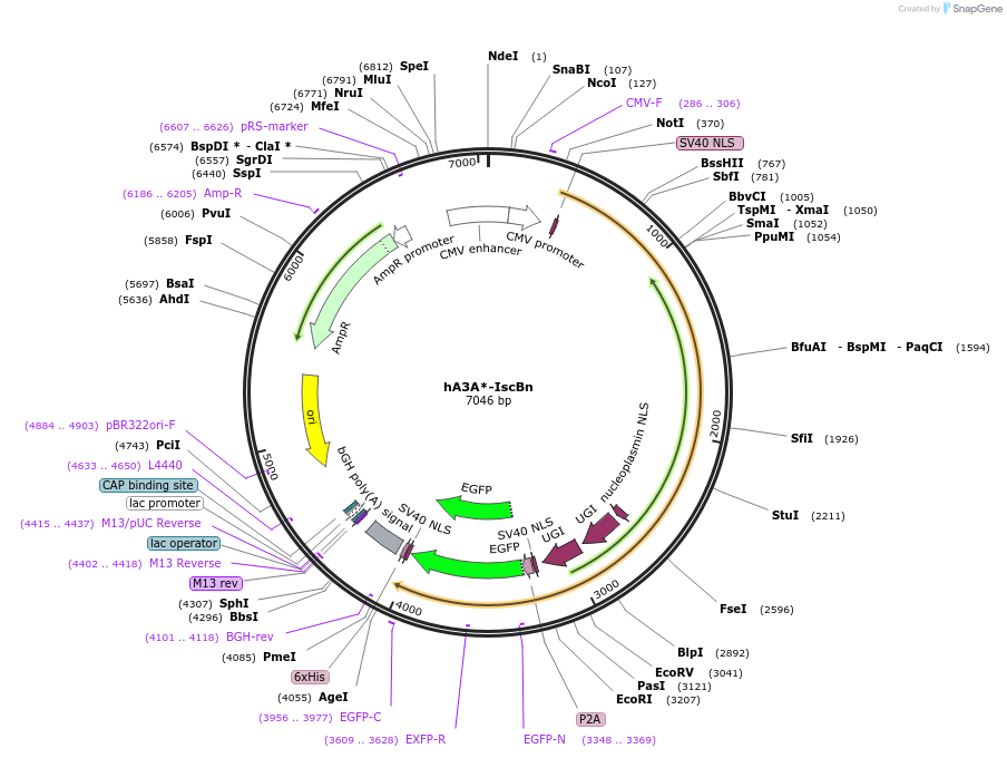 227146-plasmid-map-sequence-id-453980