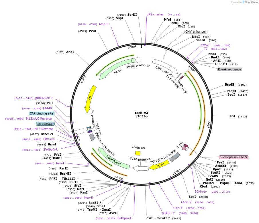 227015-plasmid-map-sequence-id-453982
