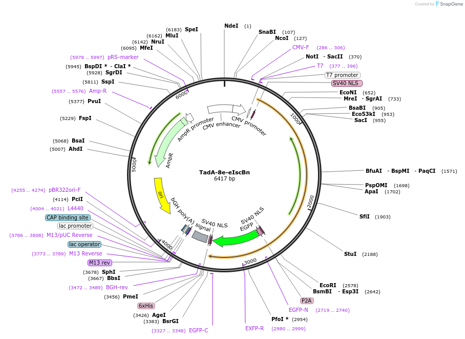 227018-plasmid-map-sequence-id-453983