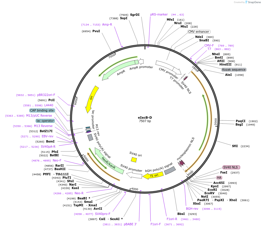 227017-plasmid-map-sequence-id-453985