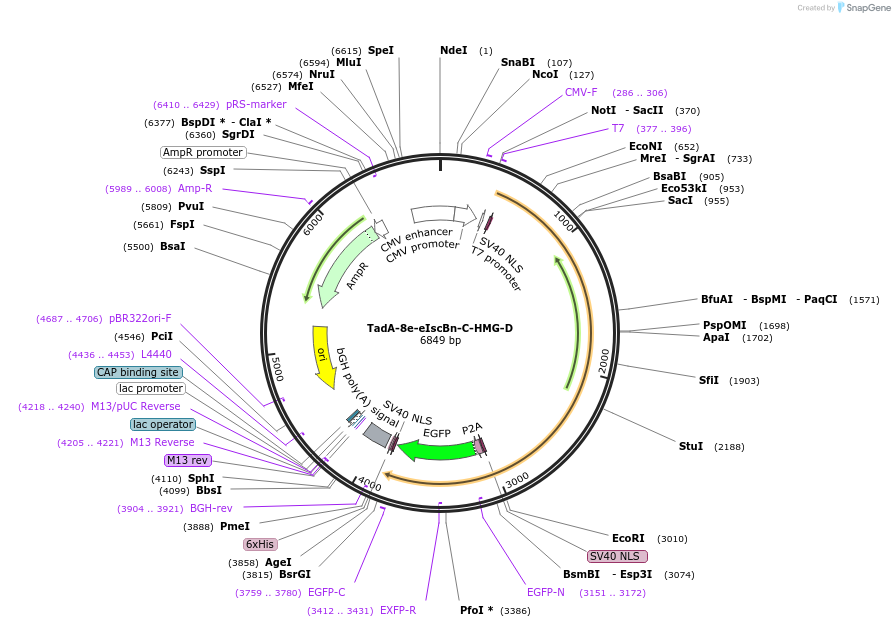 227145-plasmid-map-sequence-id-453986