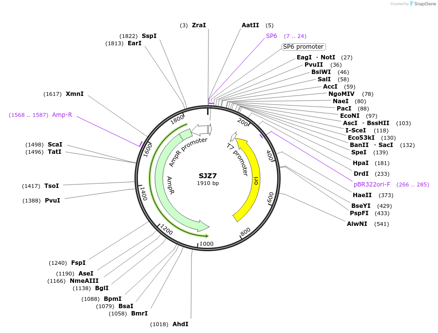 228268-plasmid-map-sequence-id-453988