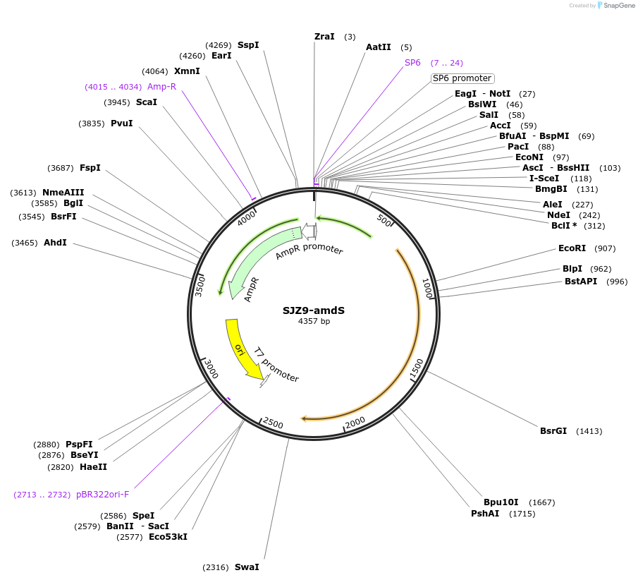 228261-plasmid-map-sequence-id-453989