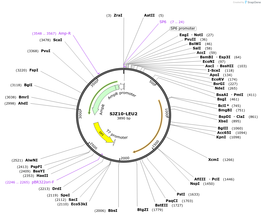 228262-plasmid-map-sequence-id-453990