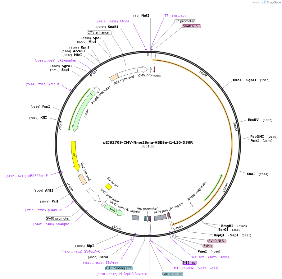 228730-plasmid-map-sequence-id-454000