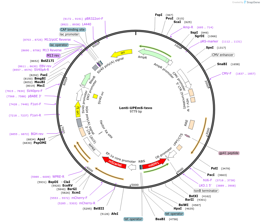 228894-plasmid-map-sequence-id-454002